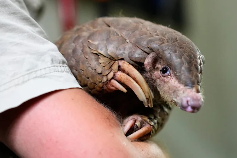 These shy, scaly anteaters are the most trafficked mammals in the world